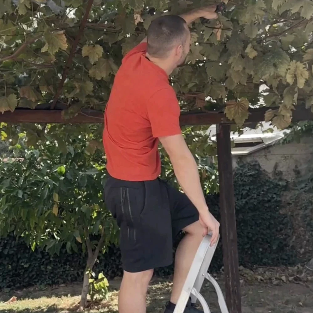 Vyras stovi ant nedidelių kopėčių ir rankomis geni vijoklius ant pavėsinės, iškėlęs ranką virš galvos tarp lapų