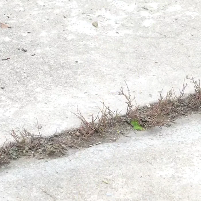 Pukotina u dvorištu puna suhe trave
